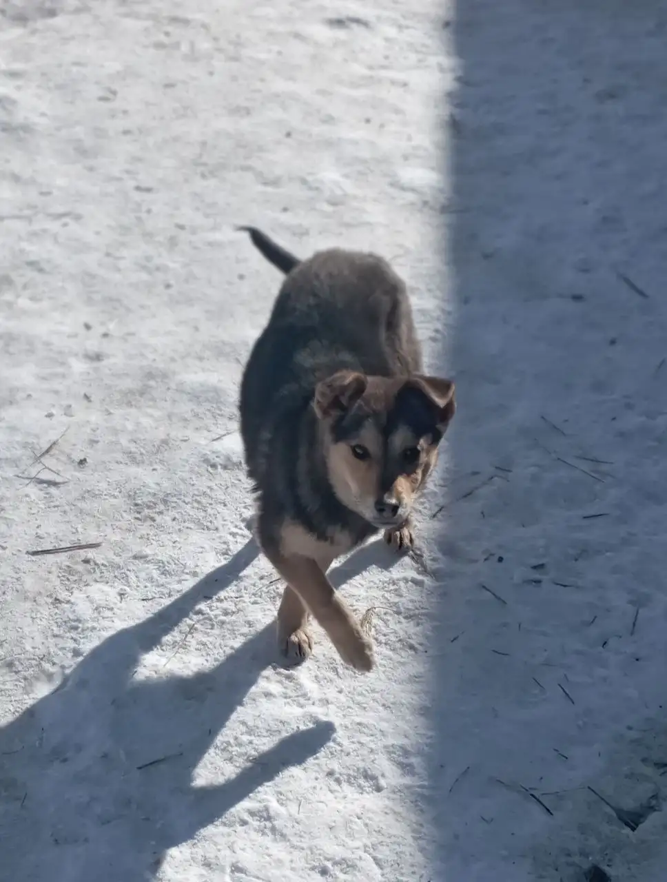 Лилечка в поисках дома - Собаки (Животные) в Ангарск