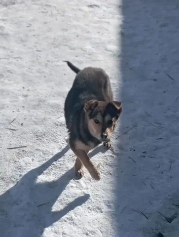 Лилечка в поисках дома - Птица в Ангарск