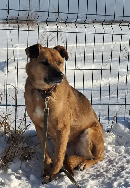 БЭЛЛА собака для ответственных людей - Корма и аксессуары для животных в Иркутск