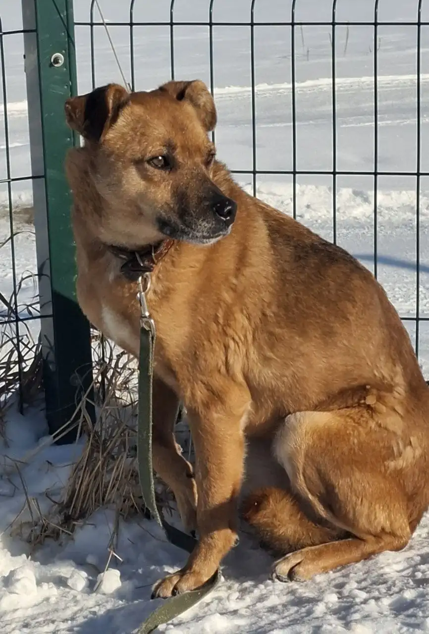 БЭЛЛА собака для ответственных людей - Собаки (Животные) в Иркутск