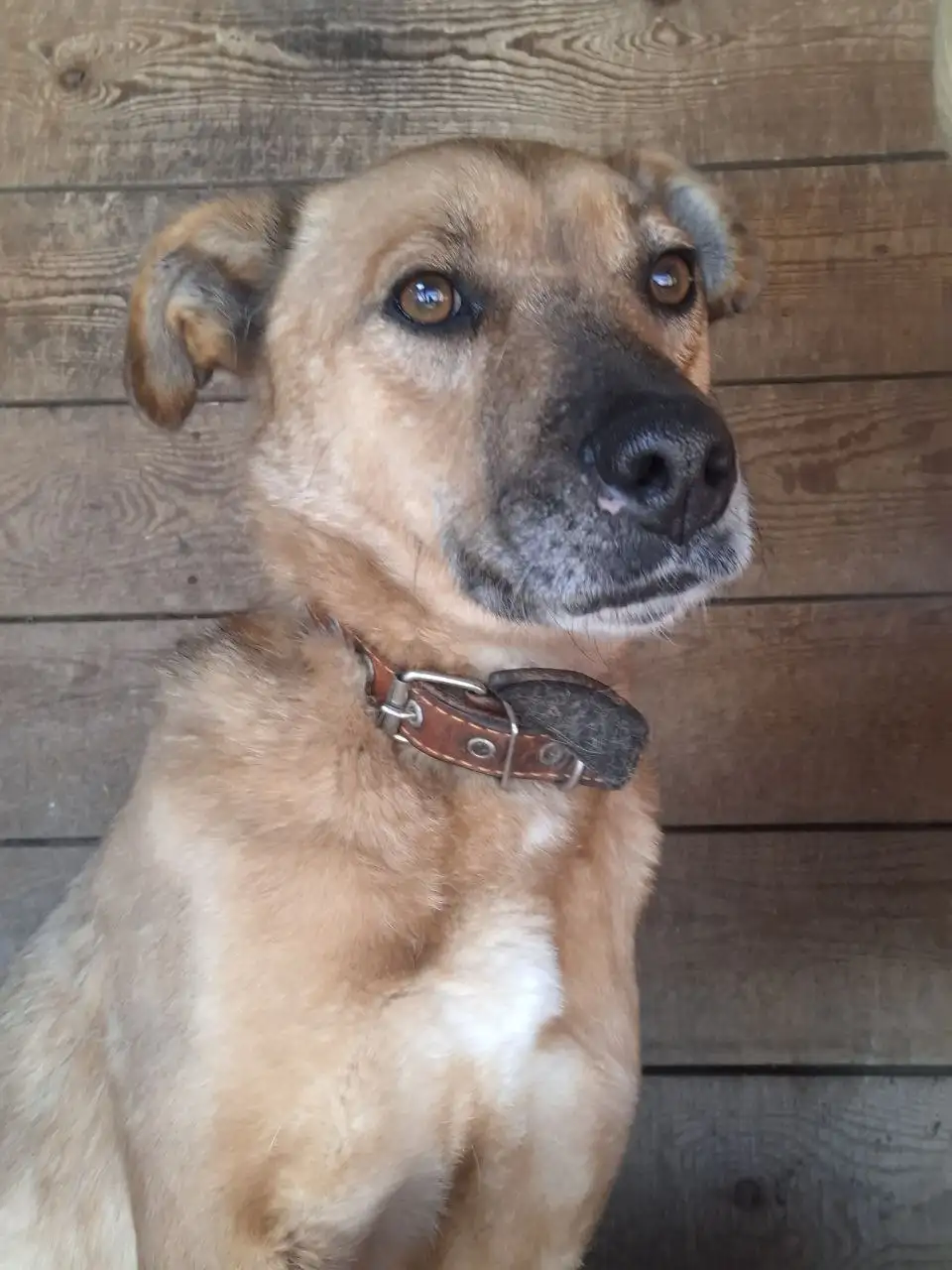 БЭЛЛА собака для ответственных людей - Собаки (Животные) в Иркутск