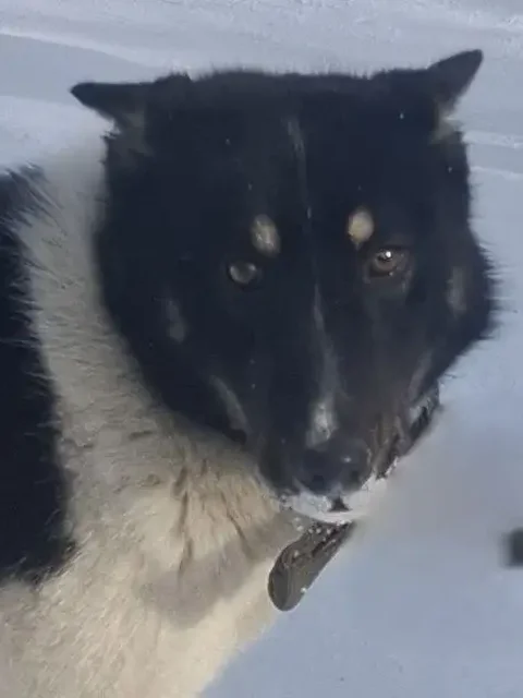 Щенок Тим (Тимошка) для ответственных хозяев - частное объявление в Иркутск