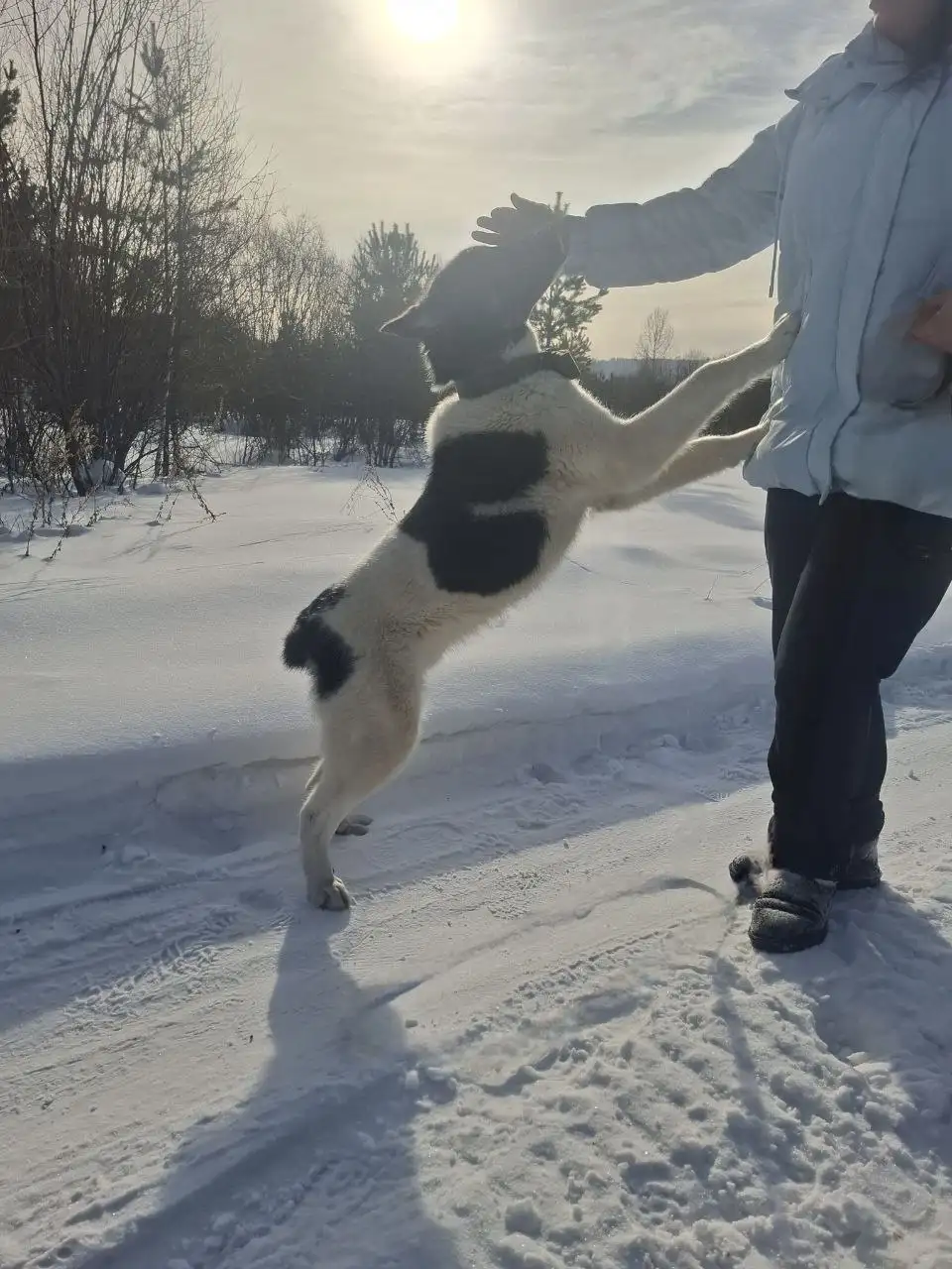 Щенок Тим (Тимошка) для ответственных хозяев - Собаки (Животные) в Иркутск