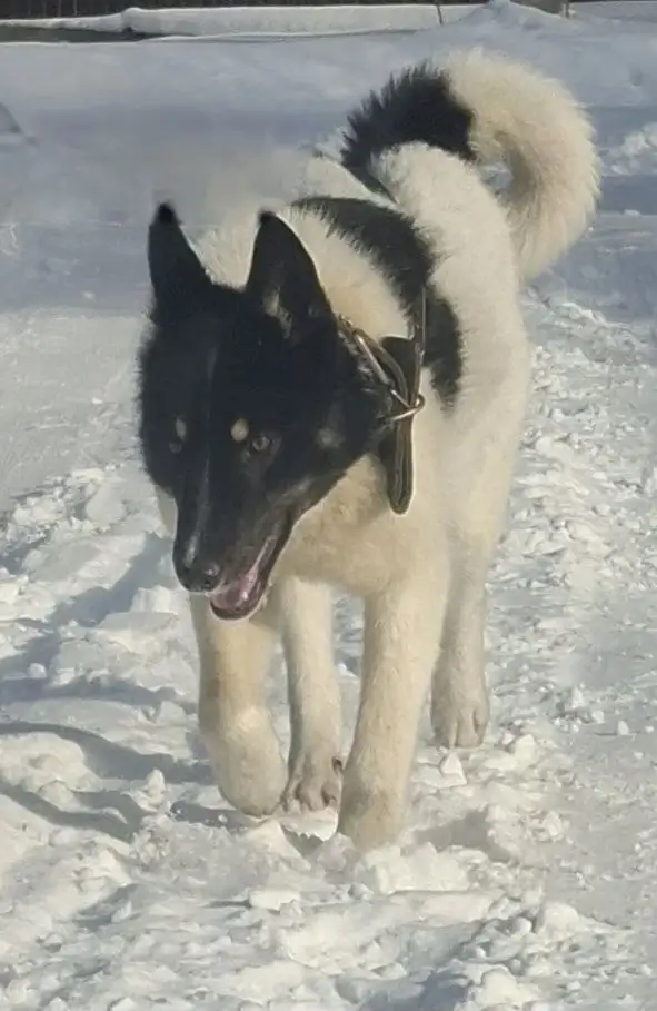 Щенок Тим (Тимошка) для ответственных хозяев - Собаки (Животные) в Иркутск