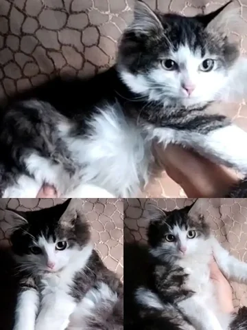 Котёнок 3 месяцев в Иркутске - Найденные животные в Иркутск