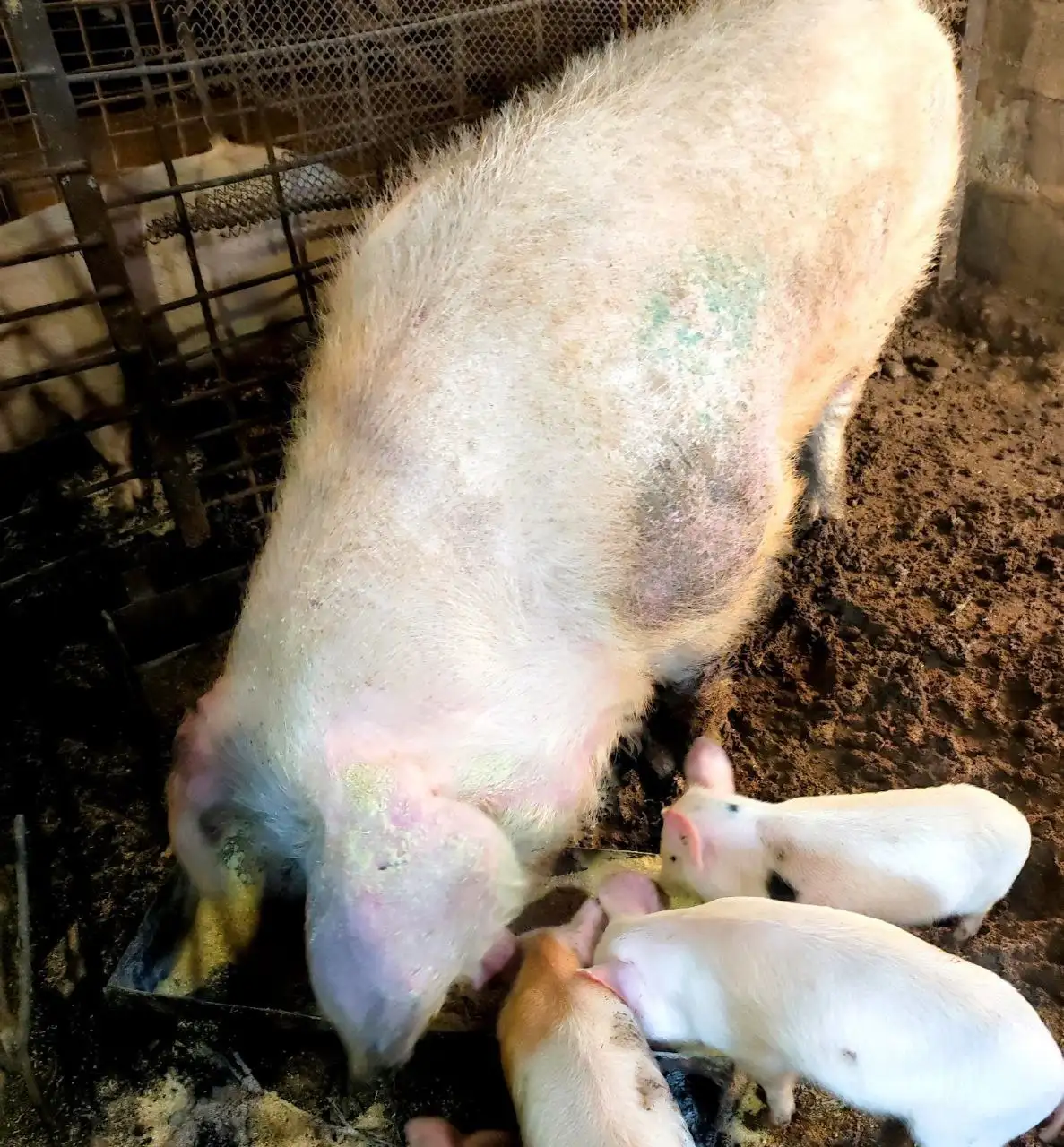Продажа поросят 40 дней, мать Крупно белая отец Ландрас - Сельскохозяйственные животные (Животные) в Ангарск