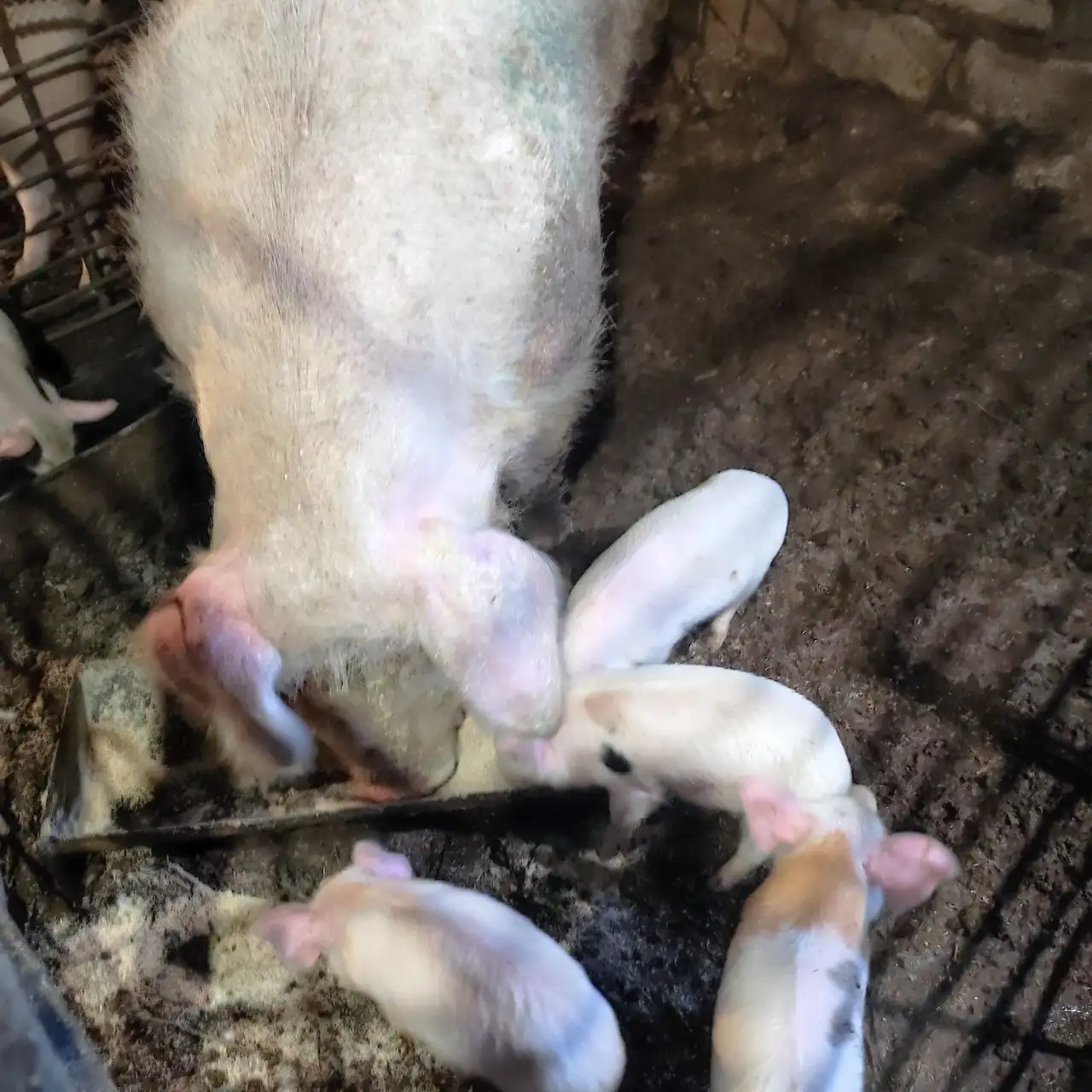 Продажа поросят 40 дней, мать Крупно белая отец Ландрас - Сельскохозяйственные животные (Животные) в Ангарск