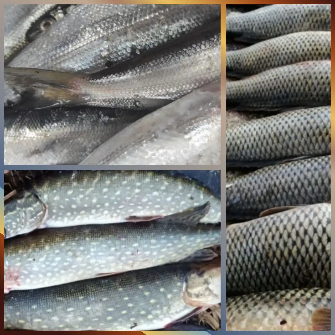 Продажа свежемороженной и малосольной рыбы - Барахолка в Иркутск