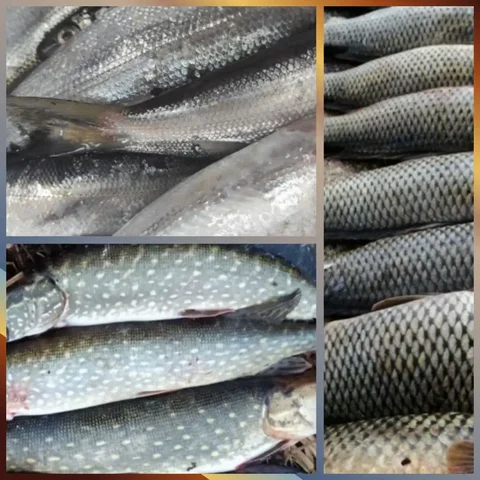 Продажа свежемороженной и малосольной рыбы - частное объявление в Иркутск