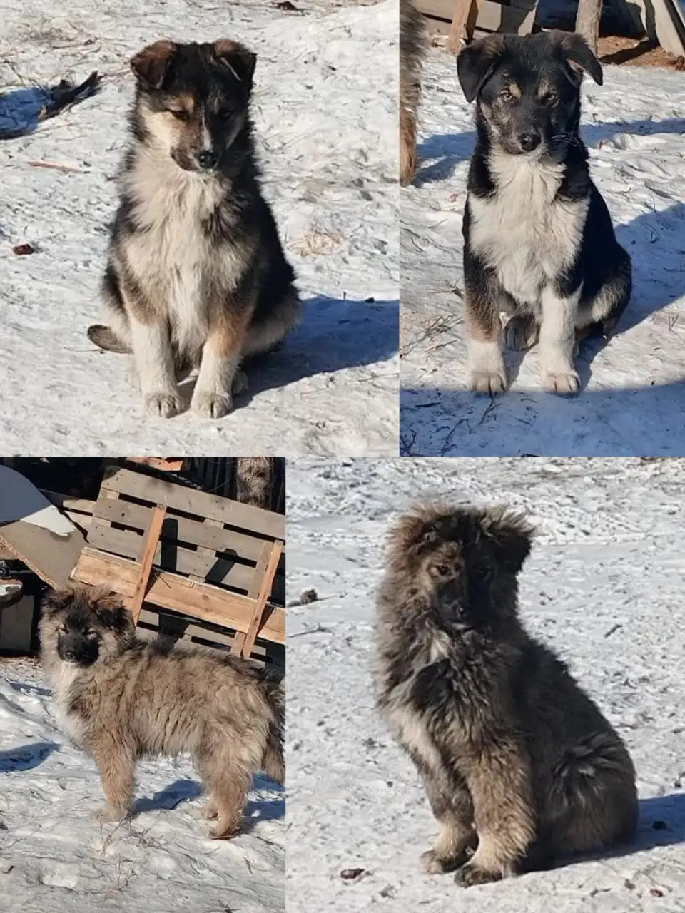 Щенки на улице в п. Белореченский - Собаки (Животные) в Белореченский