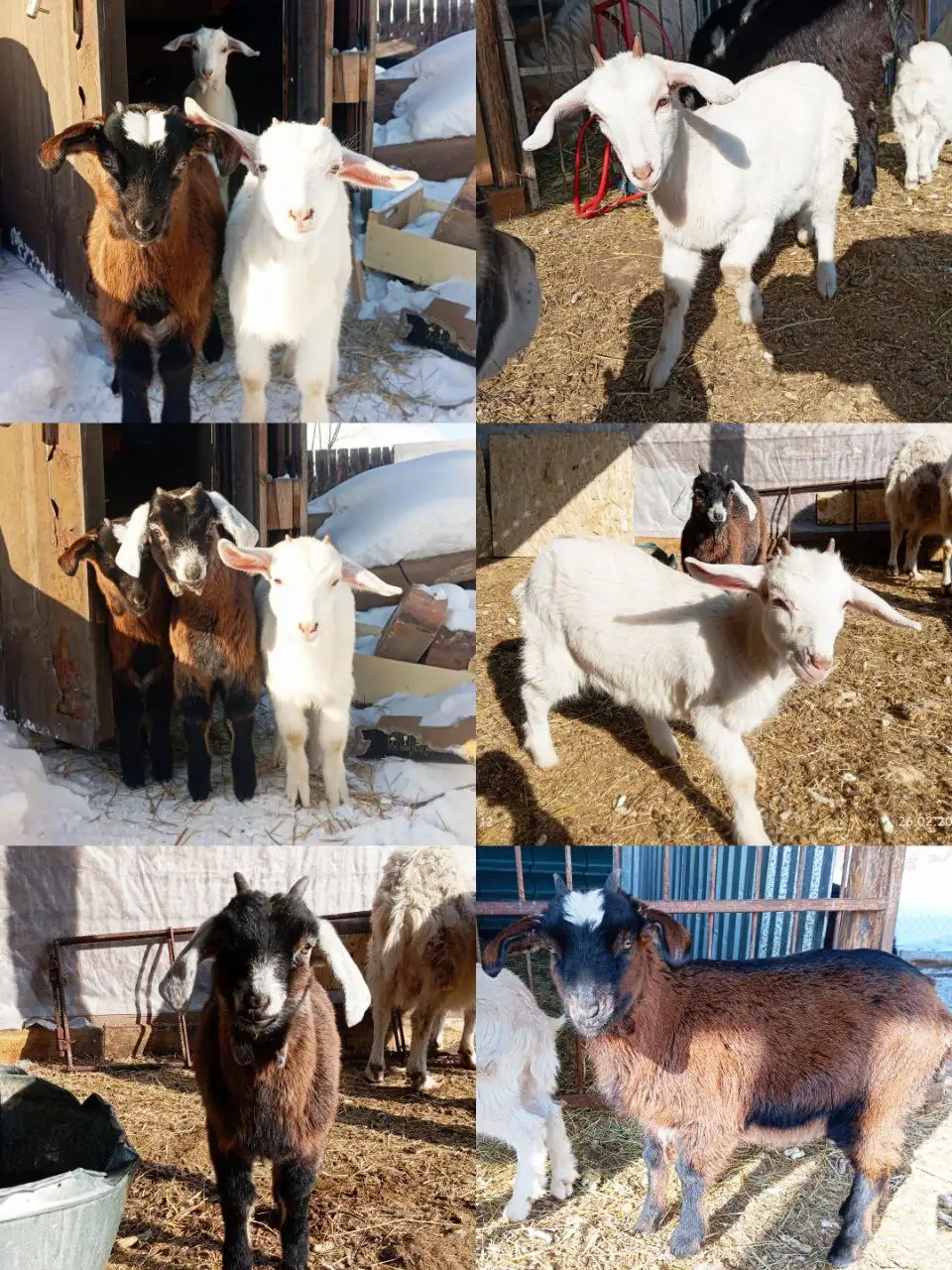Продаются козочки сестрёнки: заано-нубийские и чехо-нубийские - Скот (Животные) в Мегет