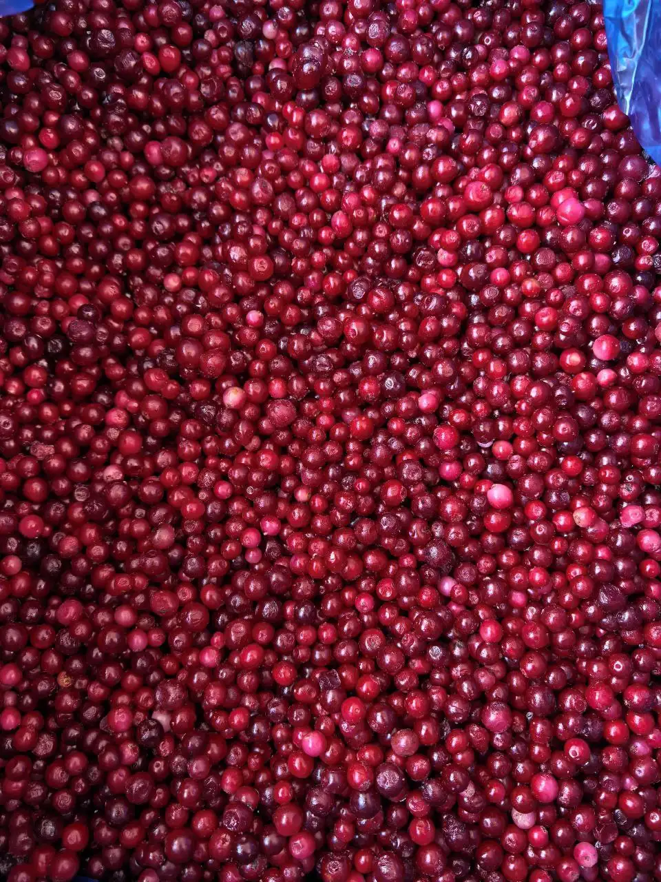 Продажа клюквы, брусники и клубники - Барахолка в Ангарск
