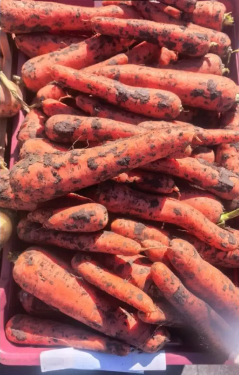 Морковка за кг - Продукты питания (Барахолка) в Ангарск