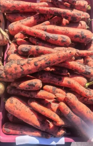 Морковка за кг - частное объявление в Ангарск