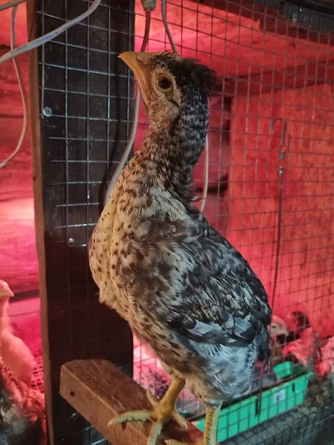 Продажа цыплят мясояичных 1,5 месяцев - Морские свинки в Ангарск