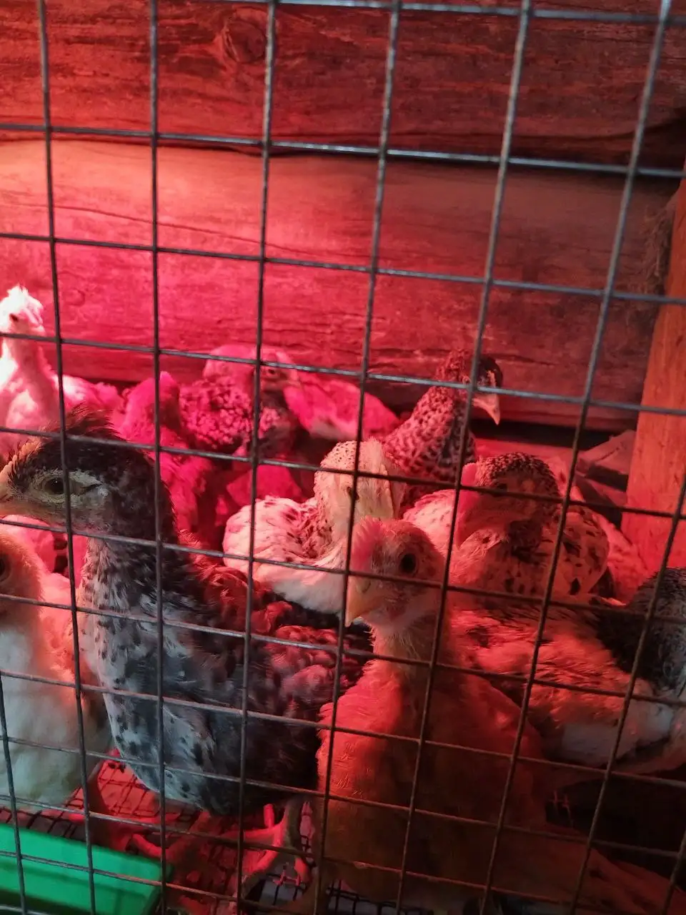 Продажа цыплят мясояичных 1,5 месяцев - Птица (Животные) в Ангарск