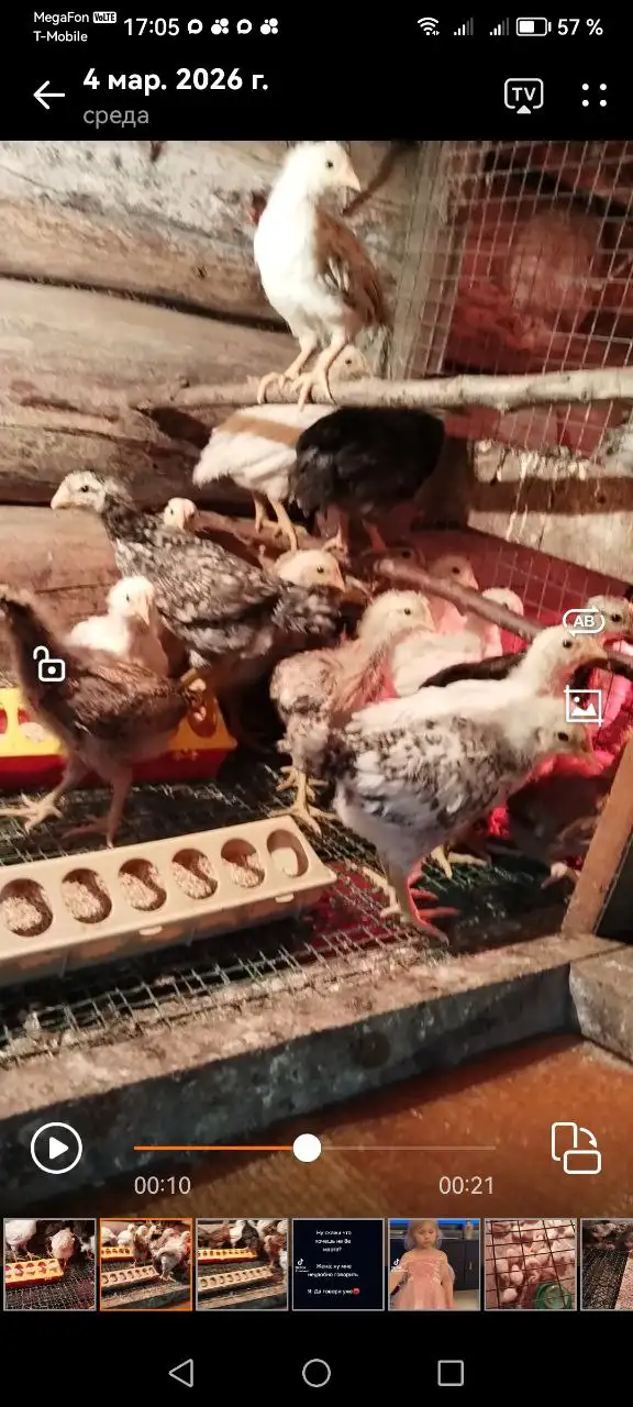 Продажа цыплят мясояичных 1,5 месяцев - Птица (Животные) в Ангарск