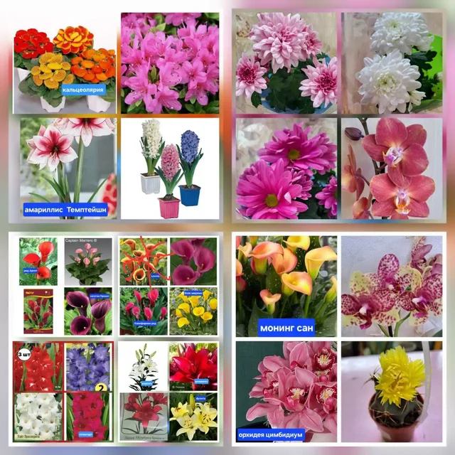 Продажа комнатных и садовых цветов - частное объявление в Ангарск