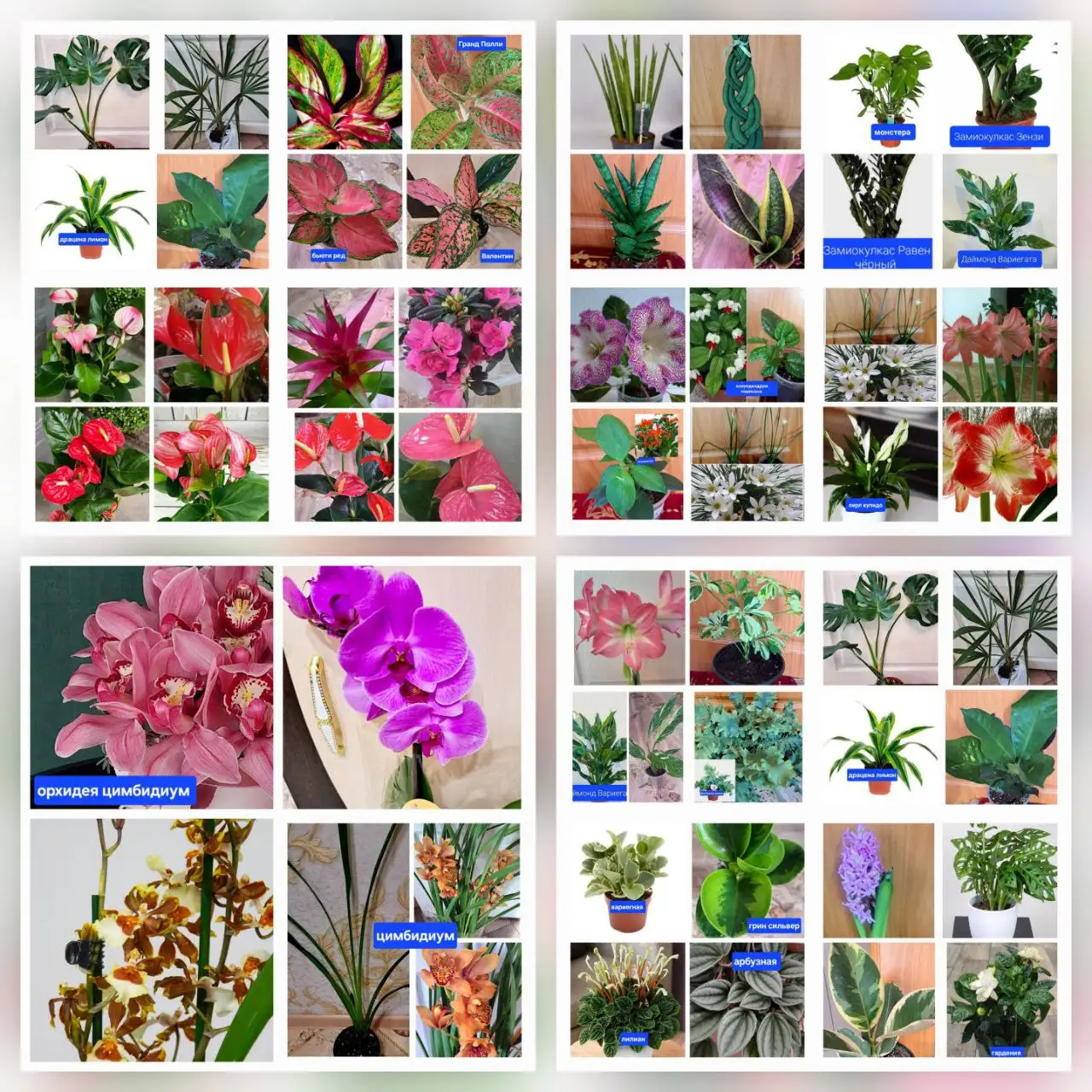 Продажа комнатных и садовых цветов - Растения (Барахолка) в Ангарск