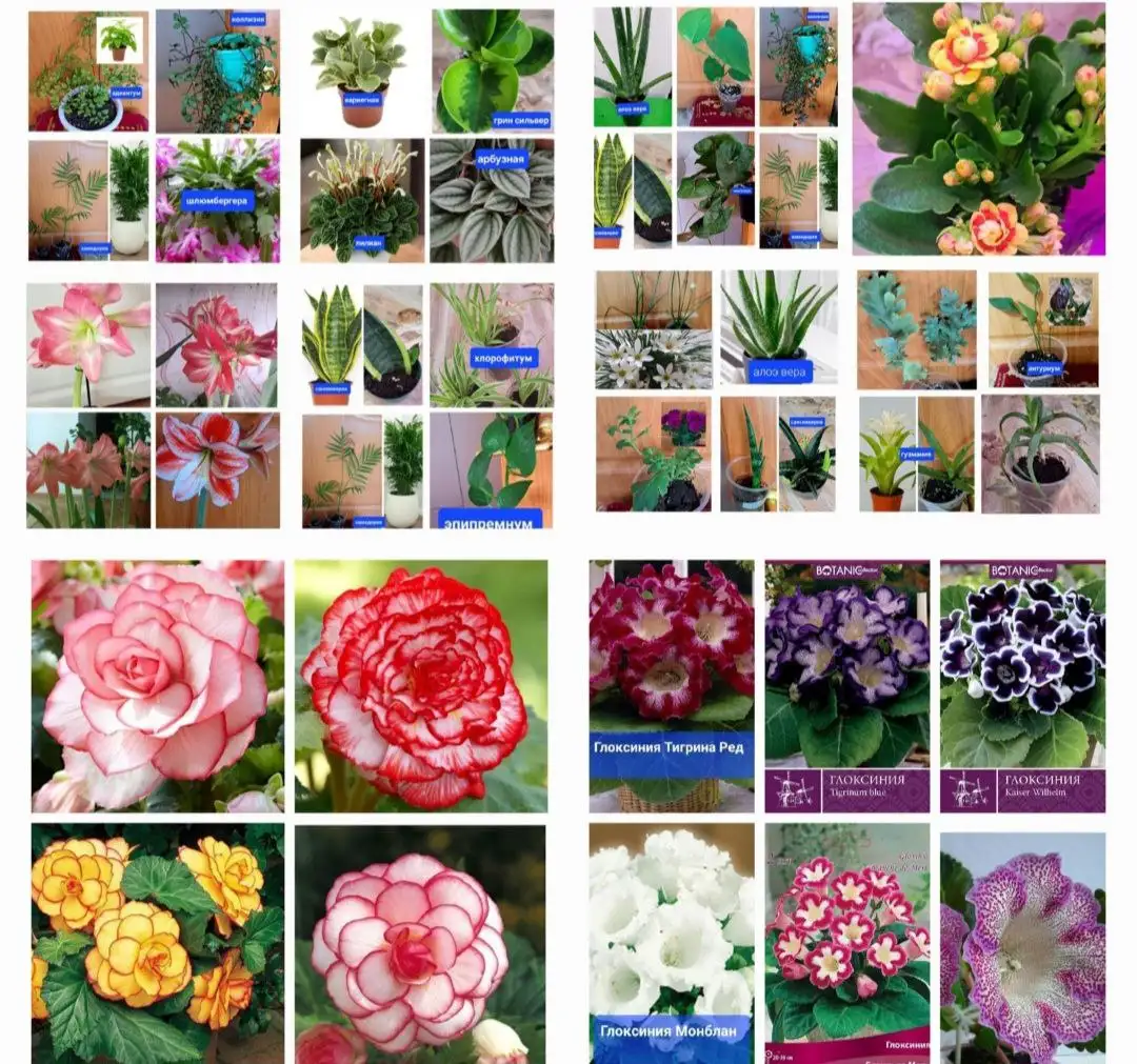 Продажа комнатных и садовых цветов - Растения (Барахолка) в Ангарск