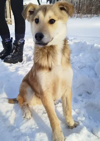 Котенок Сава ищет новый дом - Поиск животных в Ангарск