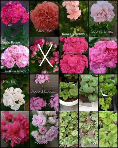 Продажа маточных растений в горшках - Свечи в Ангарск