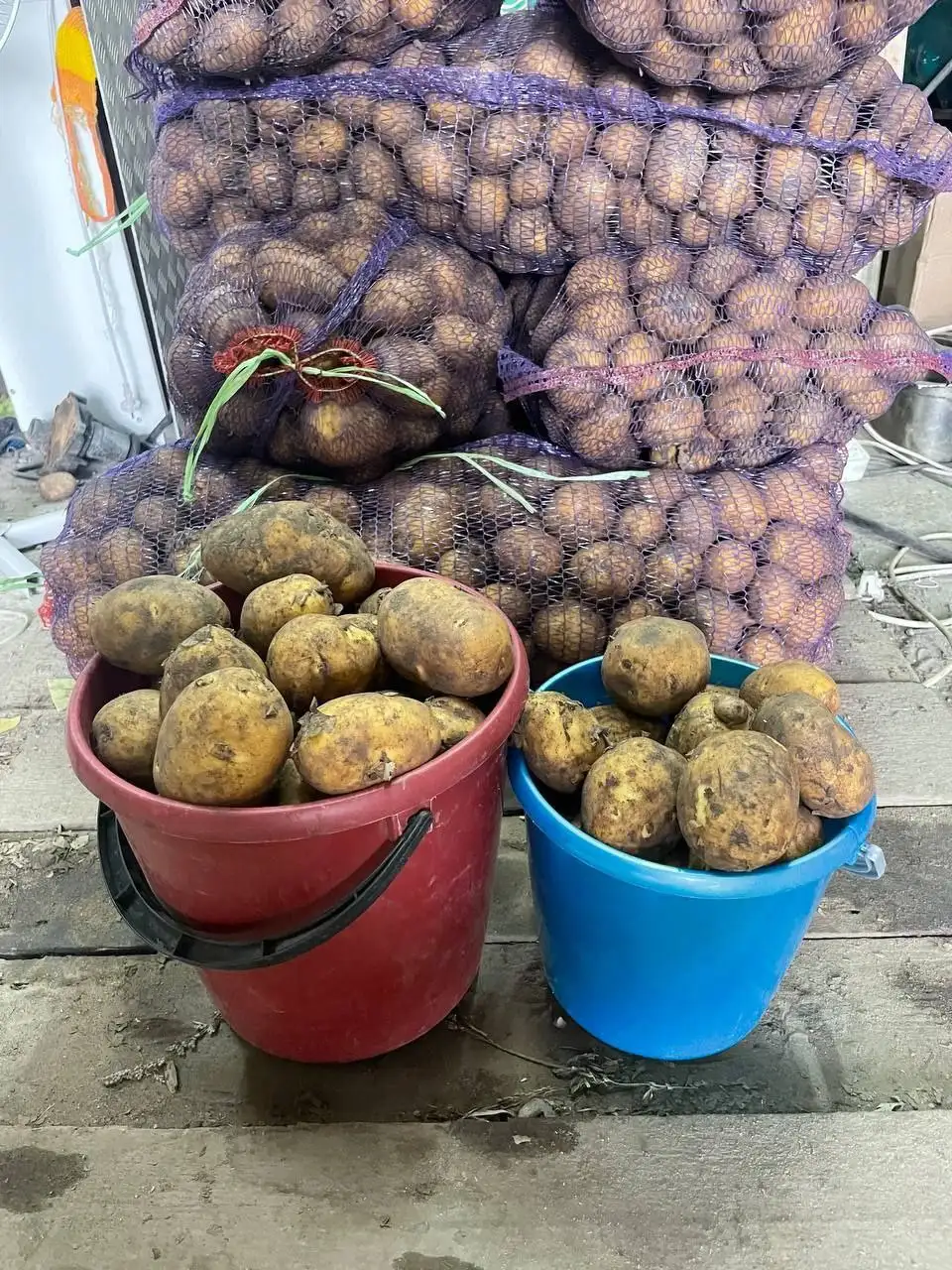 Картофель сорт Гала из Сосновки - Продукты питания (Барахолка) в Ангарск