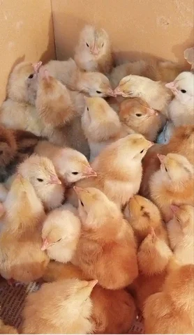 Продажа цыплят Редбро в Усольском районе - частное объявление в Усольский район