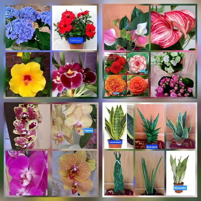 Продажа комнатных и садовых цветов - Туристическое снаряжение в Ангарск