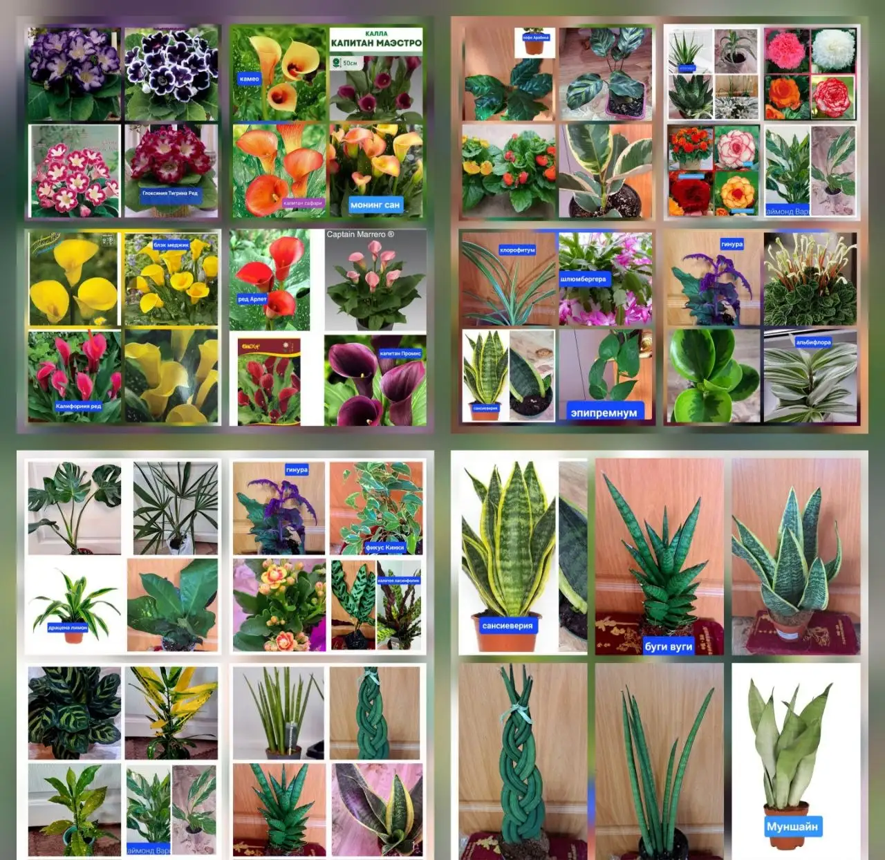 Продажа комнатных и садовых цветов - Растения (Хобби и отдых) в Ангарск