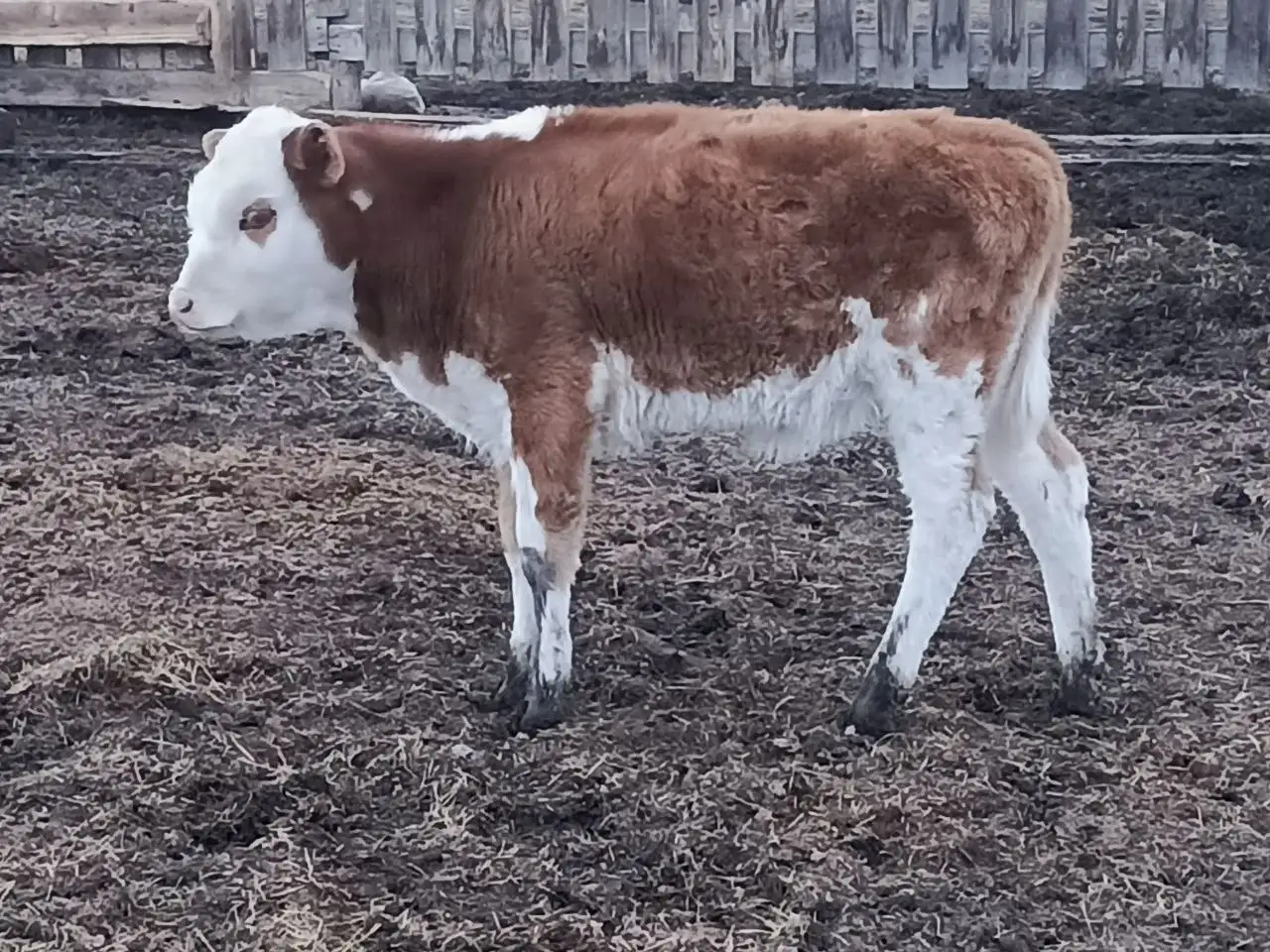 Продажа двух тёлочек породы симментал 4 месяца - Крупный рогатый скот (Животные) в Ангарск