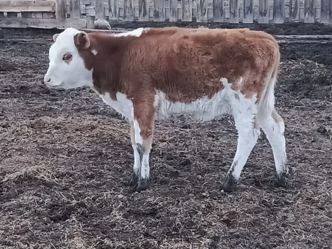 Продажа двух тёлочек породы симментал 4 месяца - Крупный рогатый скот в Ангарск