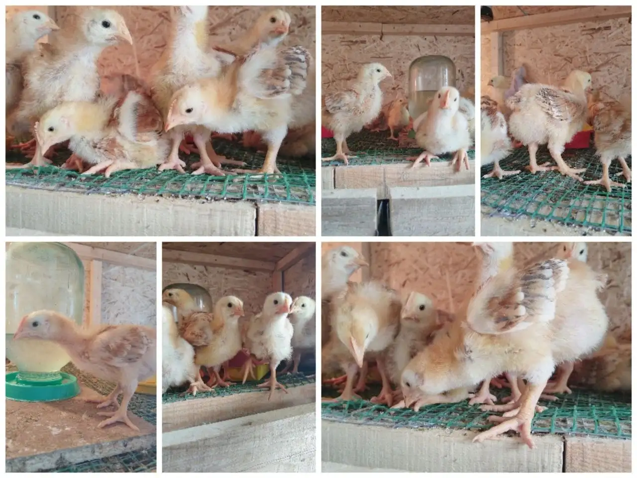 Продам цыплят Редбро Венгрия 18 дней - Птица (Животные) в Ангарск