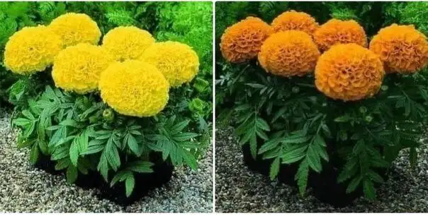 Хризантемы Мультифлора и рассада овощей - Растения (Хобби и отдых) в Ангарск