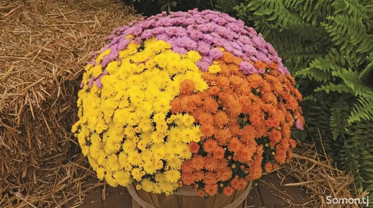 Хризантемы Мультифлора и рассада овощей - Растения (Хобби и отдых) в Ангарск