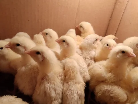Продам цыплят бройлера Росс-308 - Животные в Мегет