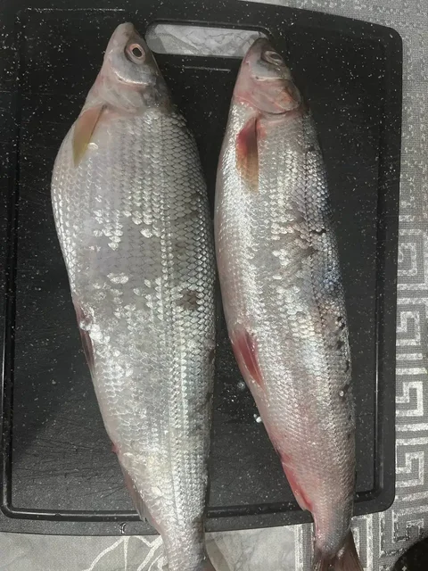 Свежая рыба с Байкала - Рыба в Ангарск