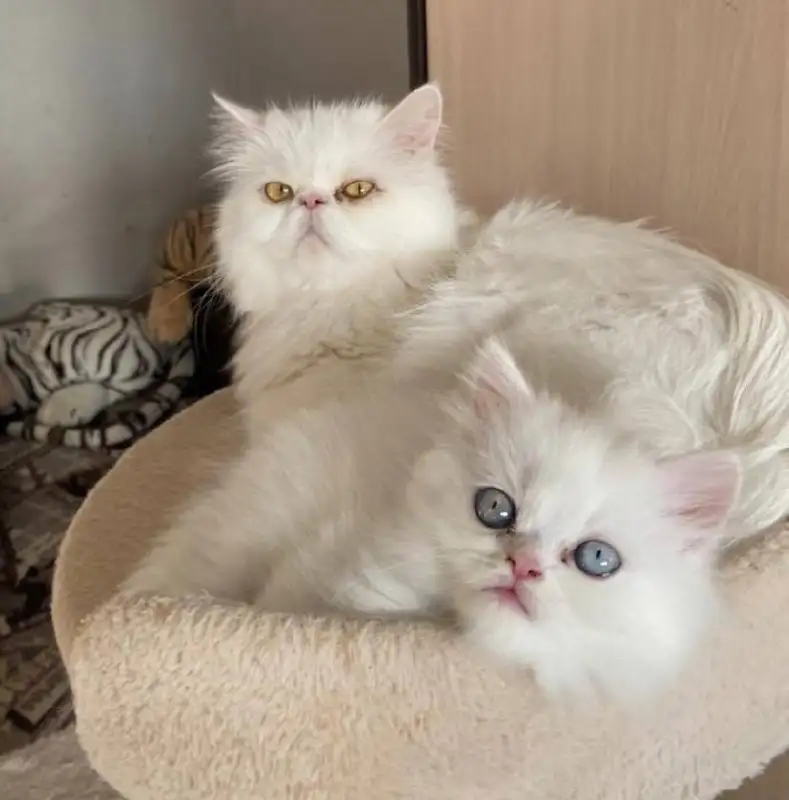 Продажа персидских котят - Кошки (Животные) в Ангарск