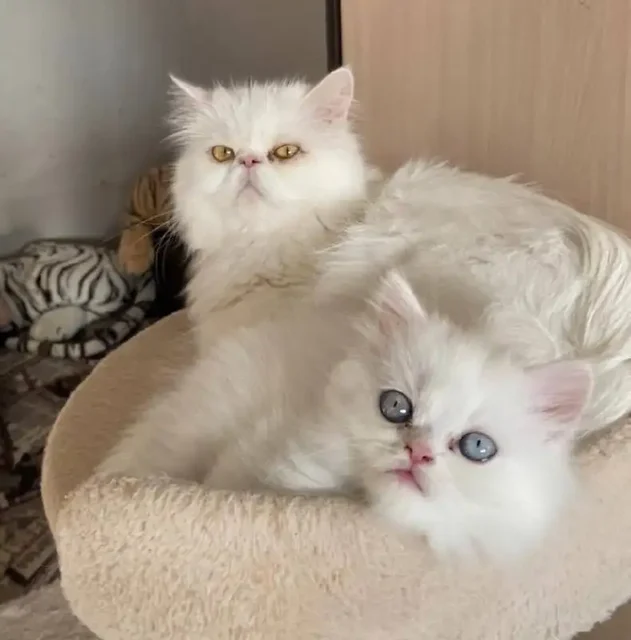 Продажа персидских котят - частное объявление в Ангарск