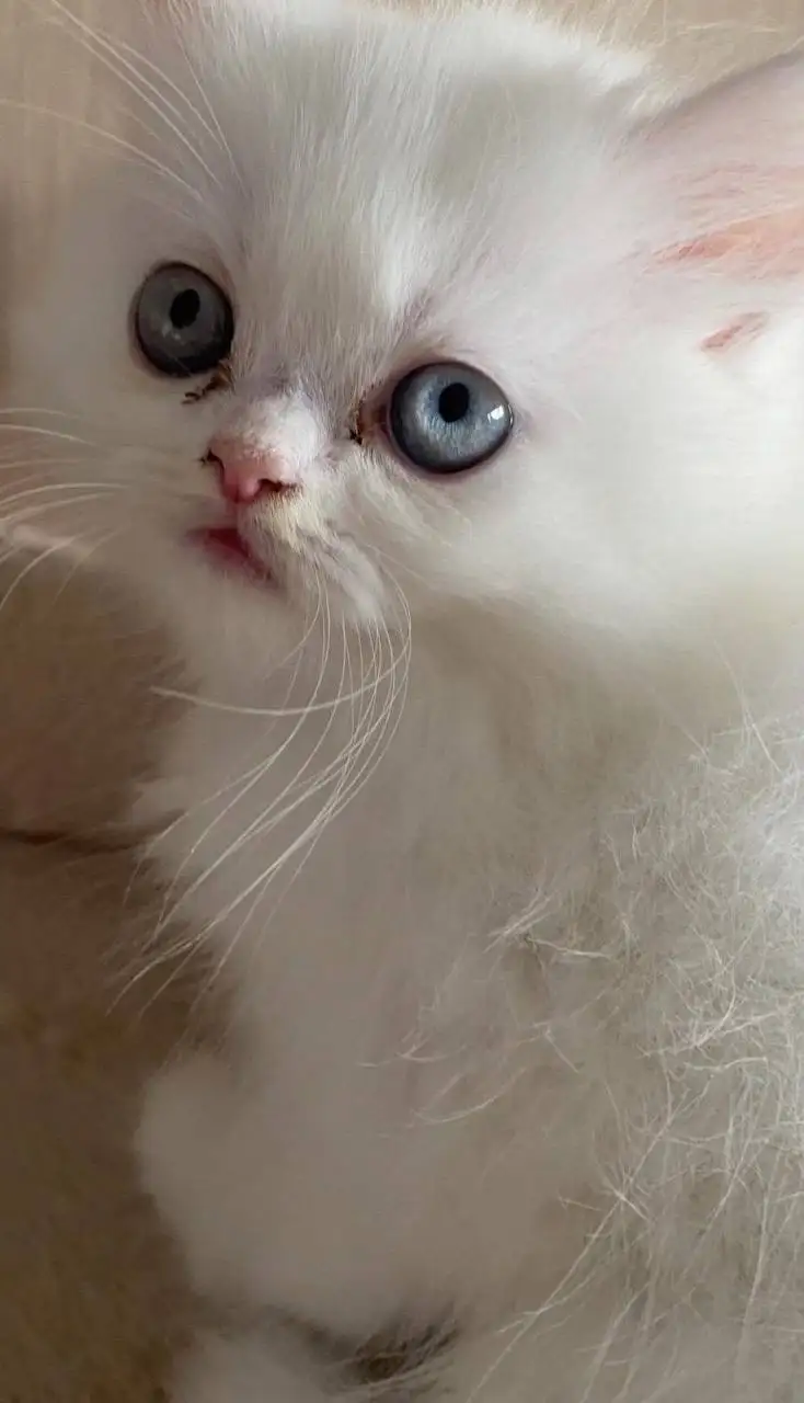 Продажа персидских котят - Кошки (Животные) в Ангарск