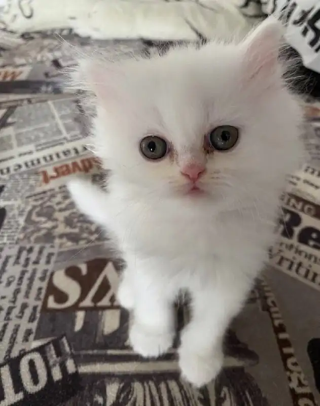 Продажа персидских котят - Кошки (Животные) в Ангарск