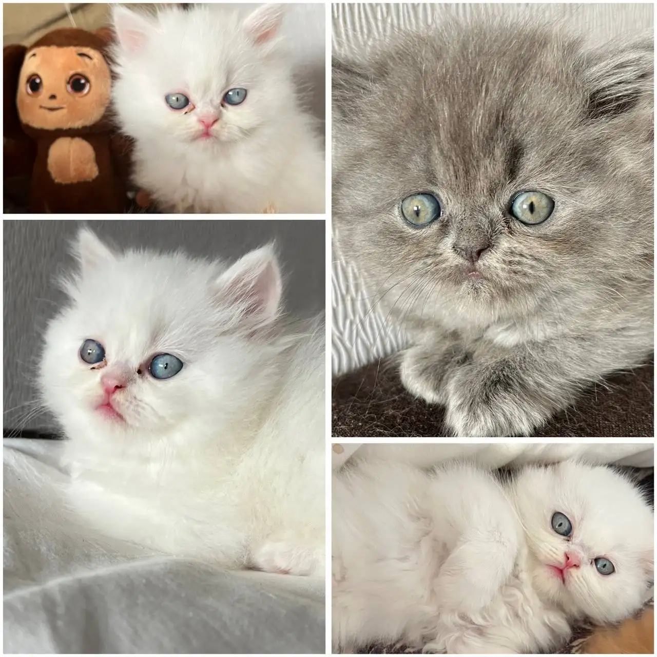 Продажа персидских котят - Кошки (Животные) в Ангарск