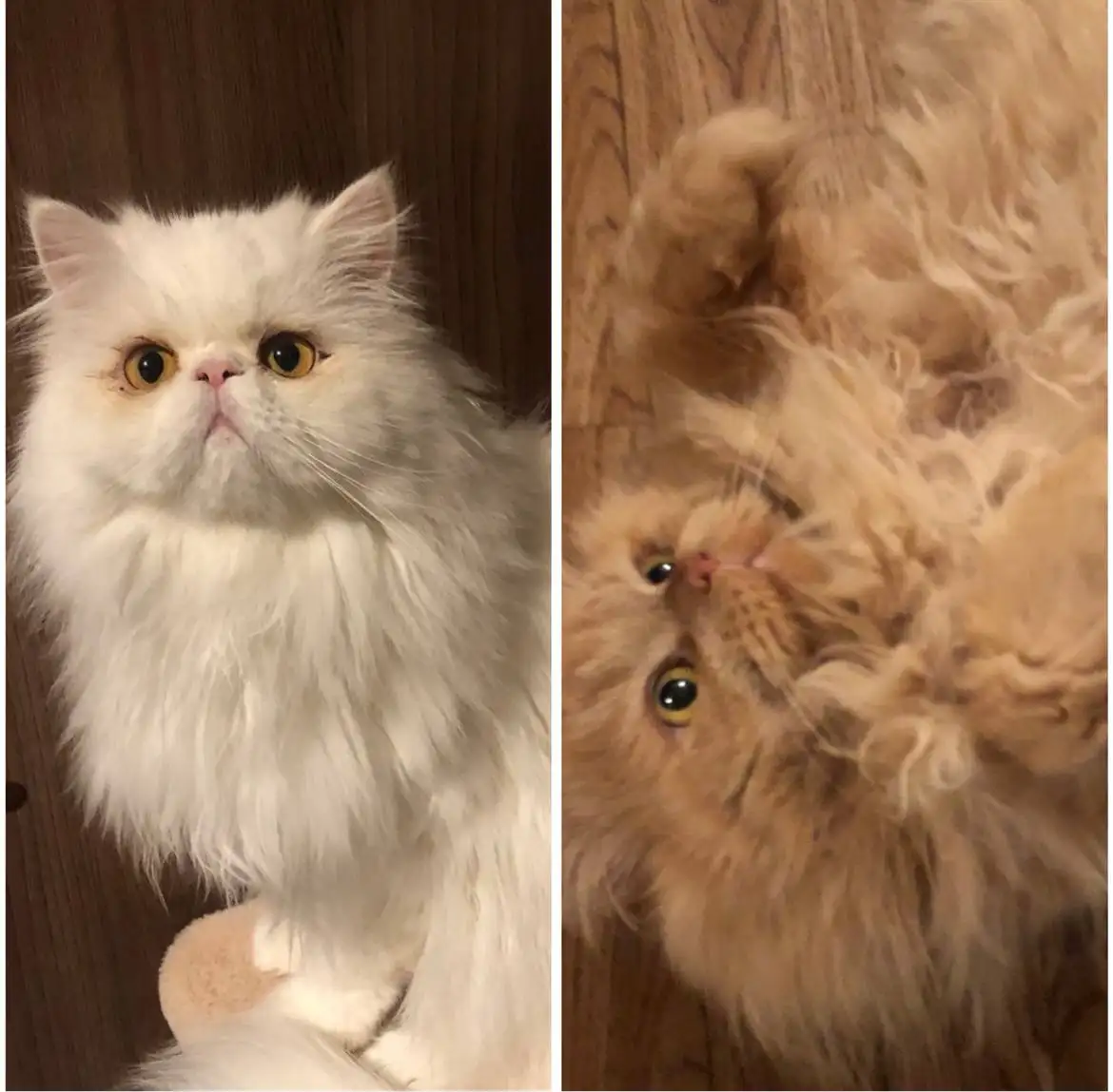 Продажа персидских котят - Кошки (Животные) в Ангарск