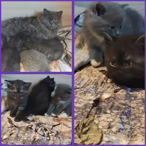 Котята от кошки-мышеловки - Пропажа в Ангарск