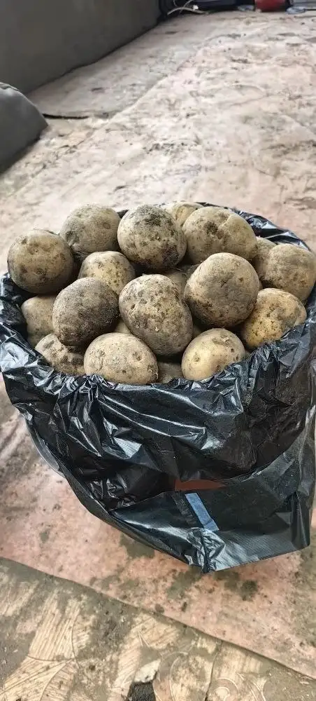 Продажа семенного картофеля сорта Гала - Продукты/Сельхоз в Ангарск