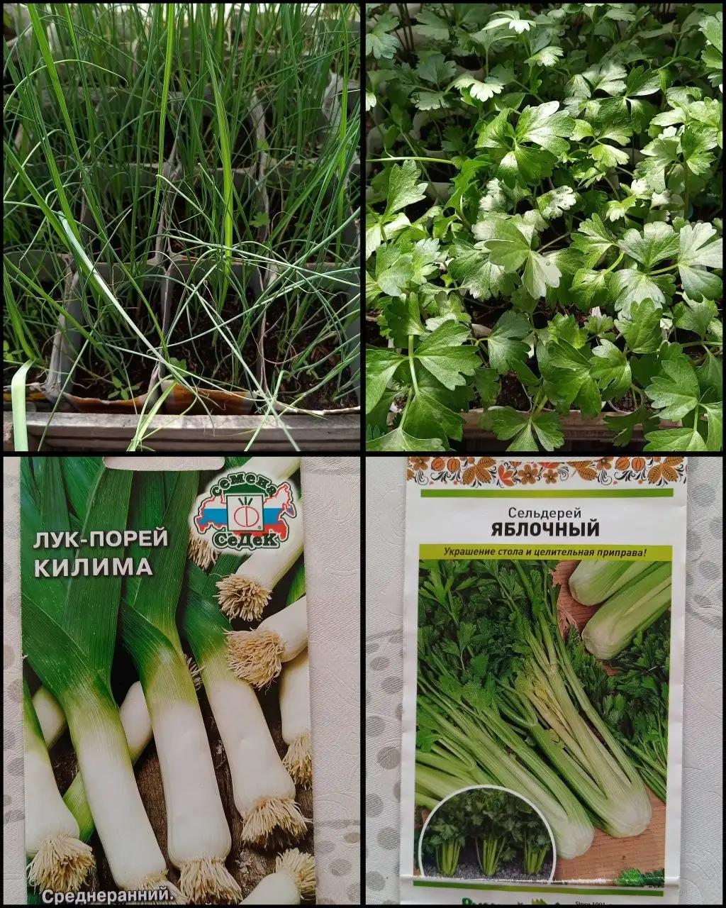 Продам рассаду - Рассада (Хобби и отдых) в Ангарск