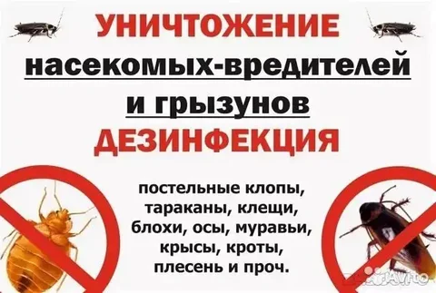 Уничтожение насекомых - Отдых и развлечения в Ангарск
