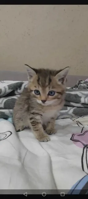 Котята 2 месяца в добрые руки - Кошки в Ангарск