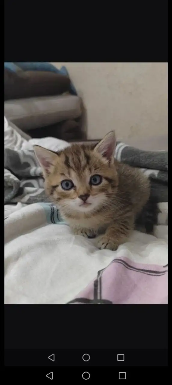 Котята 2 месяца в добрые руки - Кошки (Животные) в Ангарск