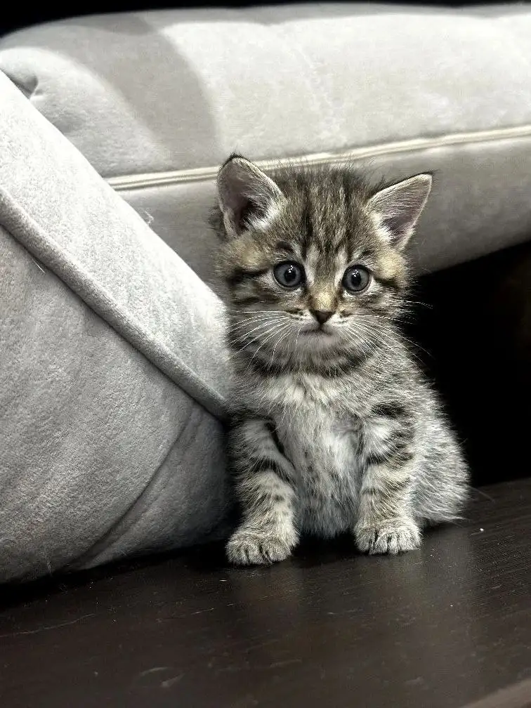 Котята 2 месяца в добрые руки - Кошки (Животные) в Ангарск